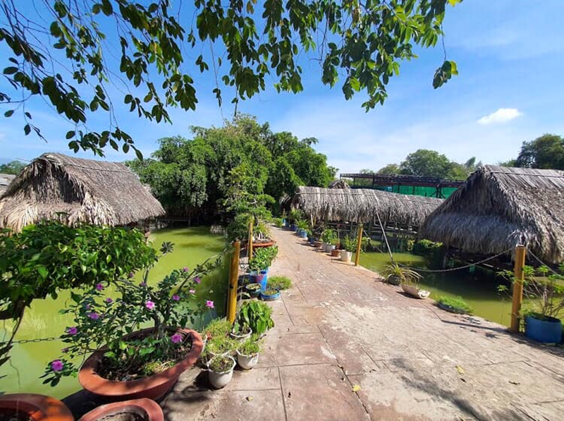 Một hàng chậu cây cảnh đan xen dưới những tán cây xanh