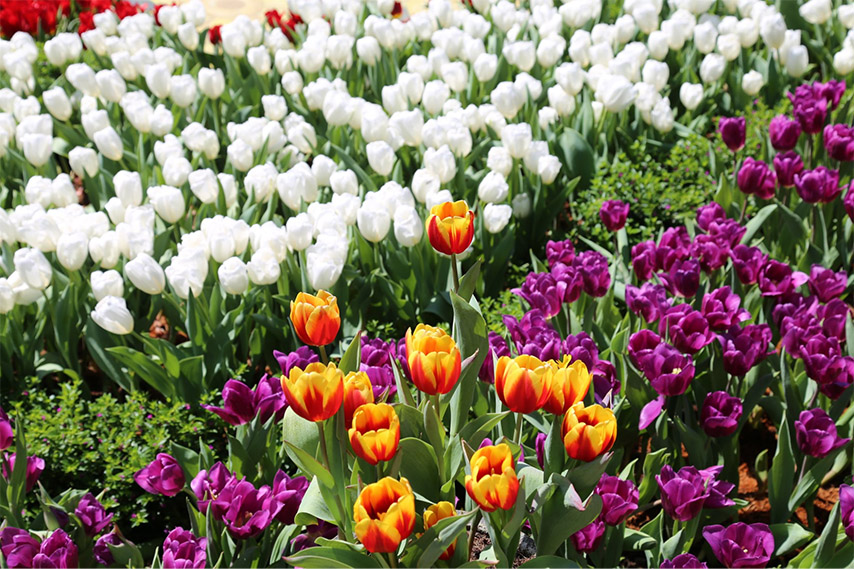 Hoa tulip nở rộ tô điểm cho hương sắc núi Bà