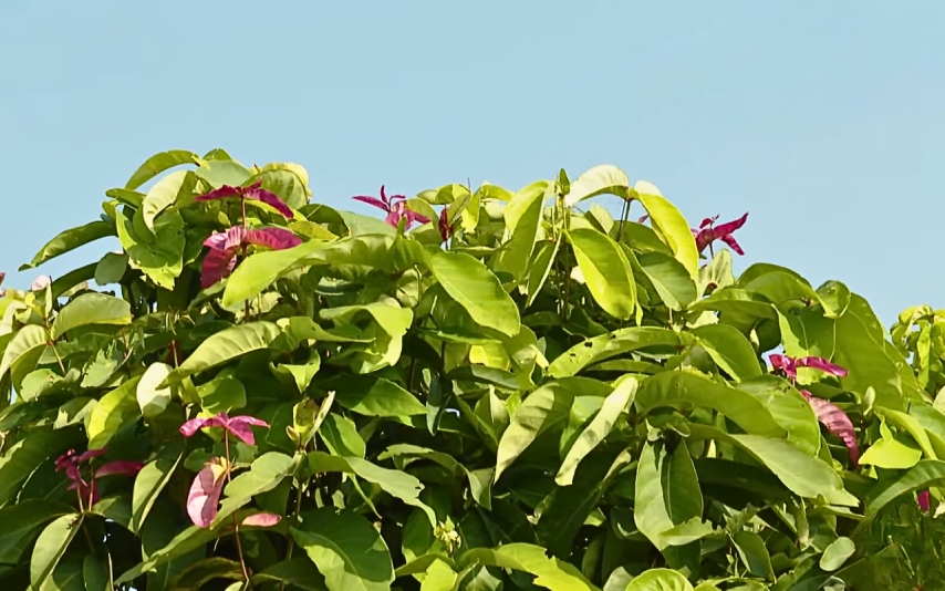 Rau mặt trăng chứa nhiều hàm lượng chất xơ
