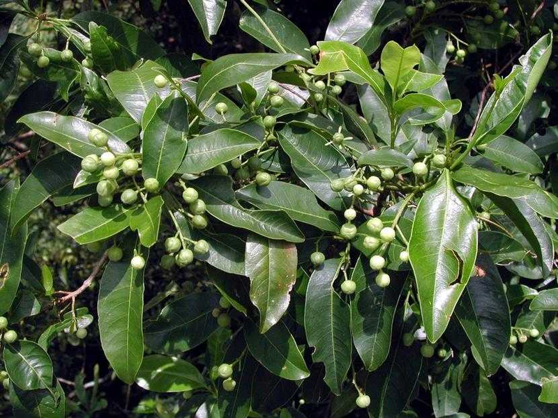 Cành cây bí bái xum xuê