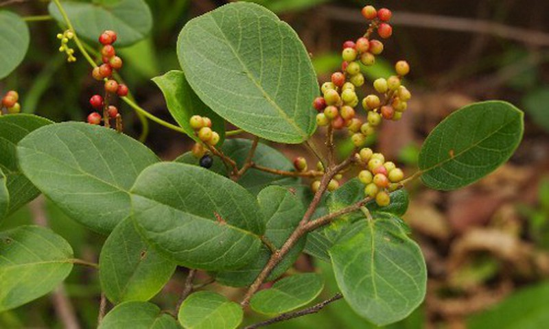 Cận cảnh cây chòi mòi