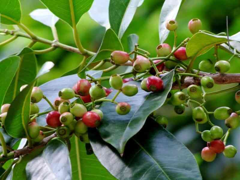 Cận cảnh trâm sắn sai trĩu quả 