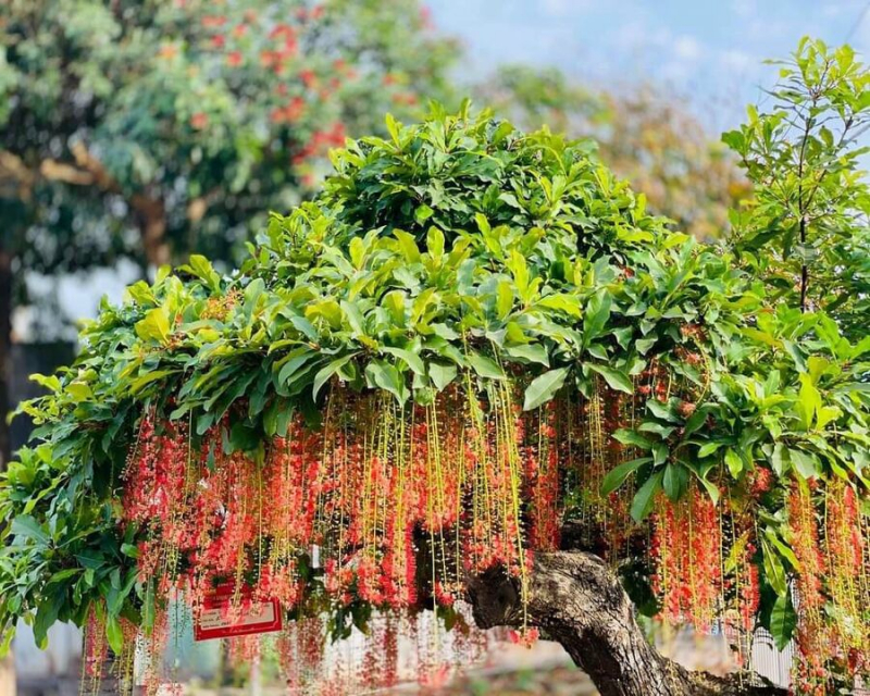 Cận cảnh cây lộc vừng