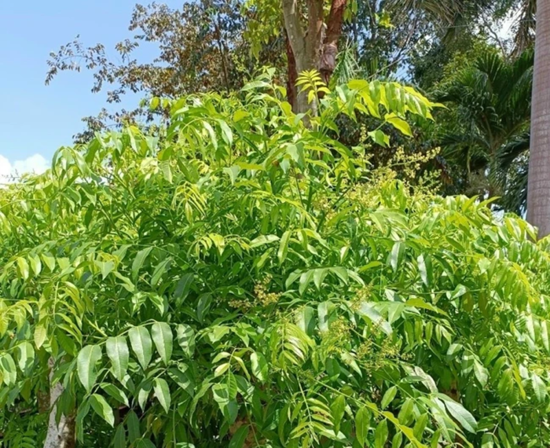 Cận cảnh lá cóc 