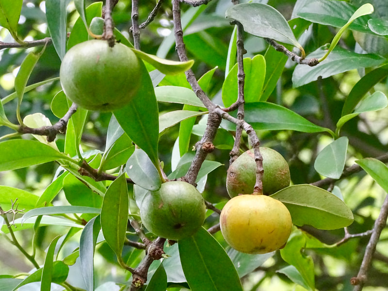 Cận cảnh quả bứa 
