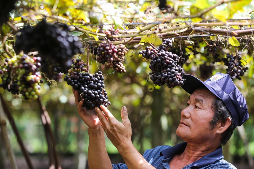 Hàng trăm du khách đến thăm vườn nho của ông Thông