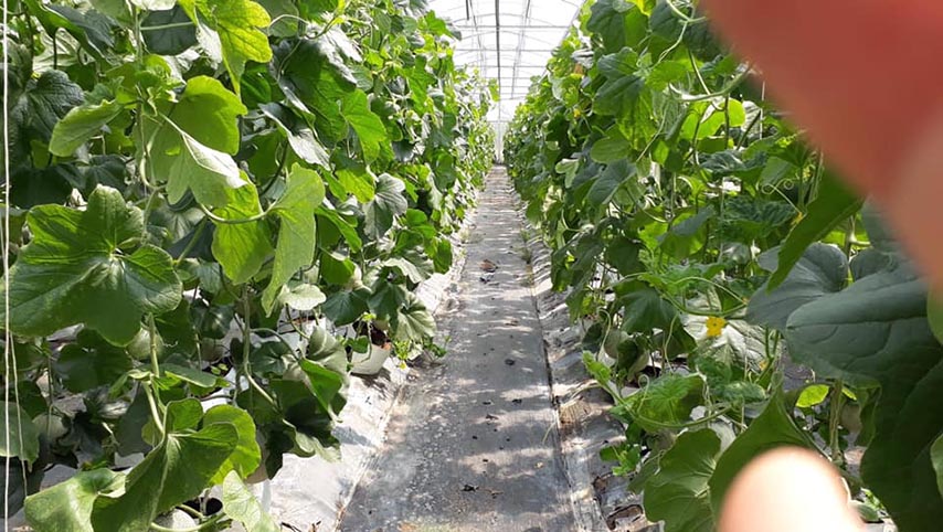 Khu nhà lưới trồng rau sạch của nông trại 