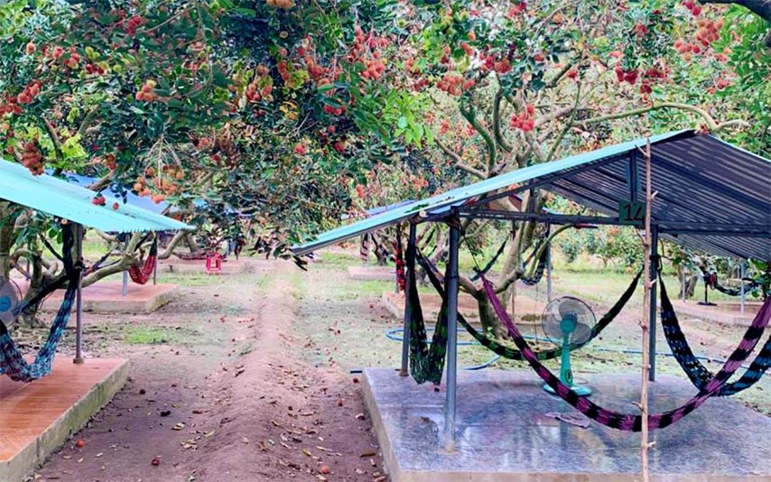 Vườn cây có thêm khu vực võng chòi để du khách nghỉ ngơi