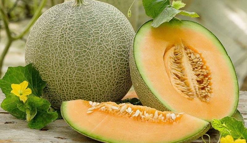 Chất lượng dưa lưới của anh Đặng Hữu Nghĩa cho trái to, căng mọng, ngọt lịm 
