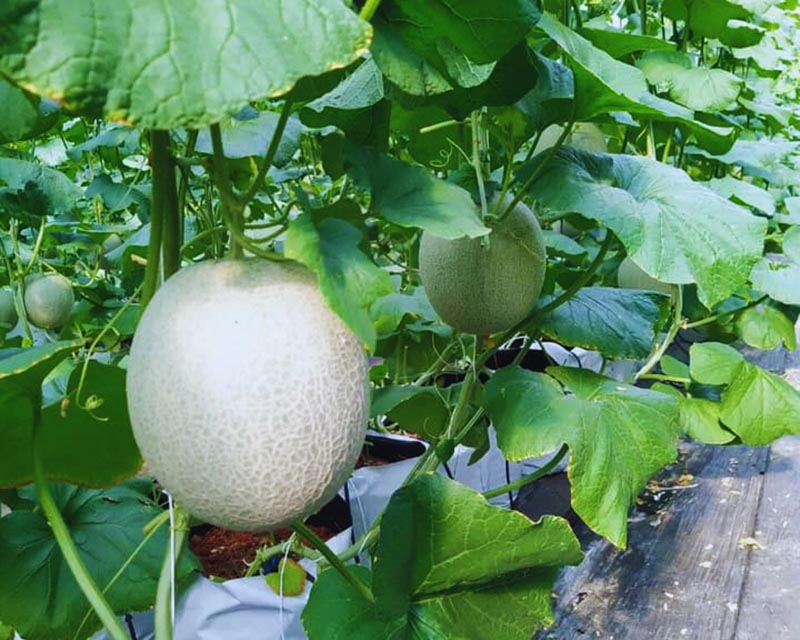 Quả dưa lưới to tròn được trồng tại vườn dưa lưới BaDen Farm 