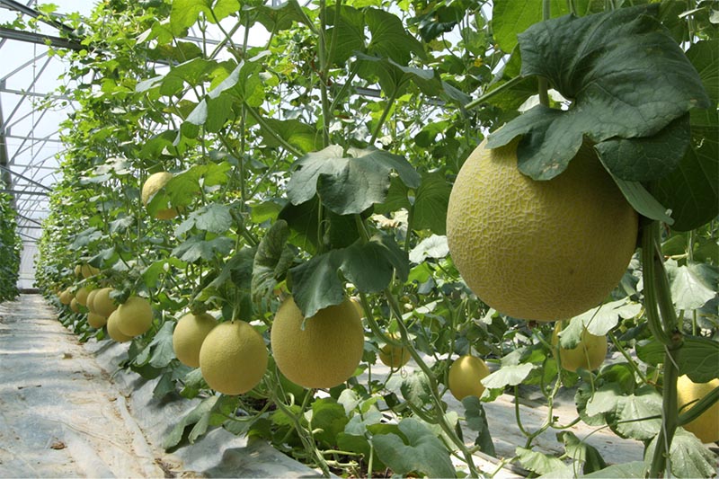 Trang trại Hoàng Xuân Farm trồng nhiều giống dưa ngon 