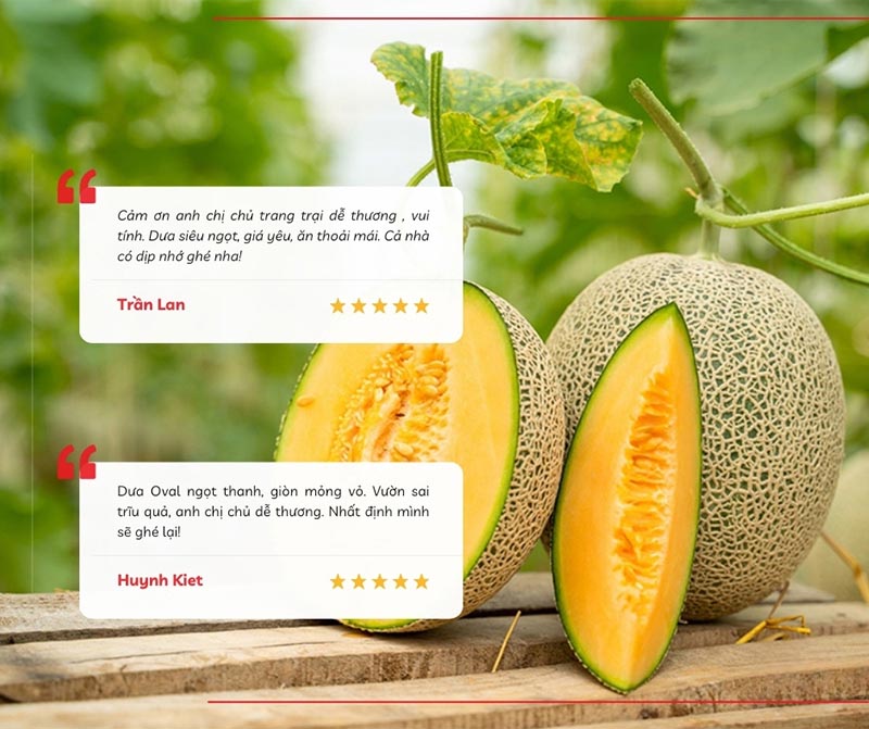 Chia sẻ của du khách khi tham quan, hái dưa tại Hoàng Xuân Farm 