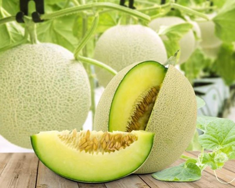 Lâm Anh Farm trồng nhiều giống dưa ngon, vị ngọt đậm