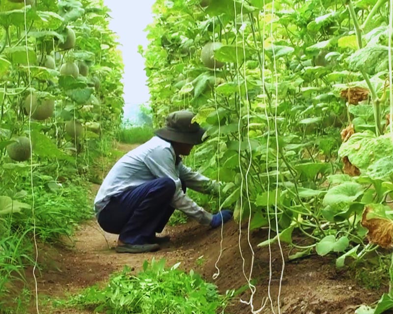 Dưa lưới được anh Đặng Hữu Nghĩa được trồng trên nền đất giàu dinh dưỡng 