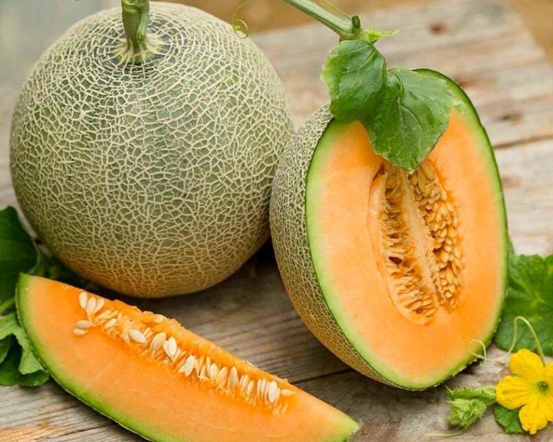 Khi tham quan, du khách được trò chuyện cùng người làm vườn và thưởng thức dưa ngon ngay tại vườn 