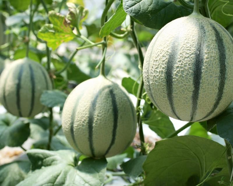 Trang Trại Hoàng Xuân Farm trồng nhiều giống dưa lưới độc đáo