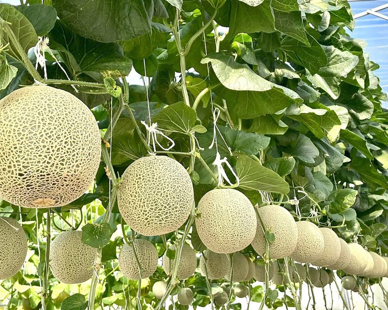 Vườn dưa lưới Tây Ninh Lâm Anh Farm là địa chỉ gần trung tâm thành phố 