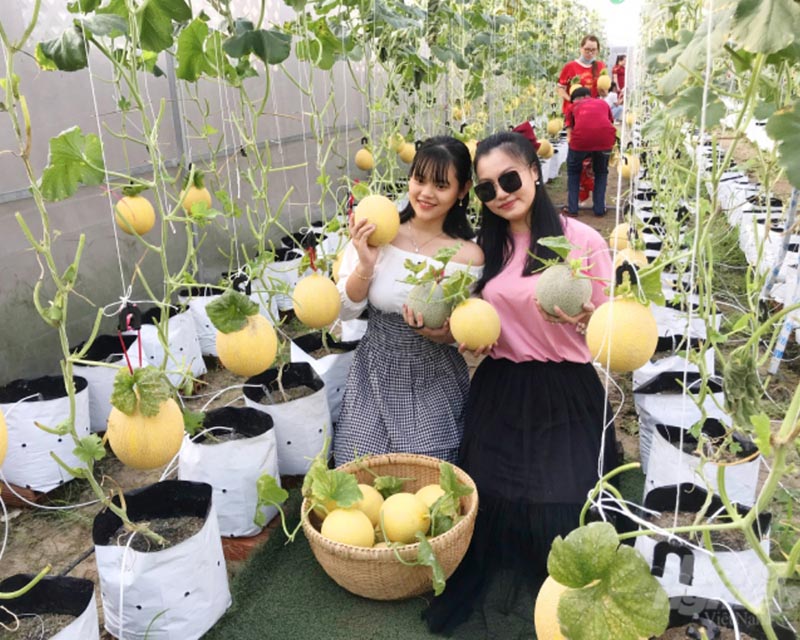 Từng gốc dưa được tại vườn dưa Hồng Hạnh được trồng riêng để đảm bảo chất lượng trái tốt nhất