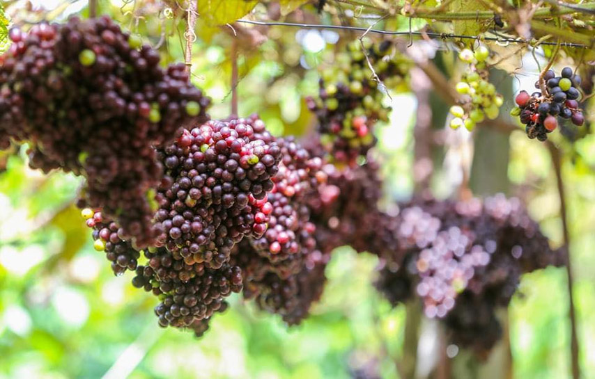 Thời điểm lý tưởng khi đến thăm quan địa chỉ vườn nho Tây Ninh là vào tháng 9, tháng 10