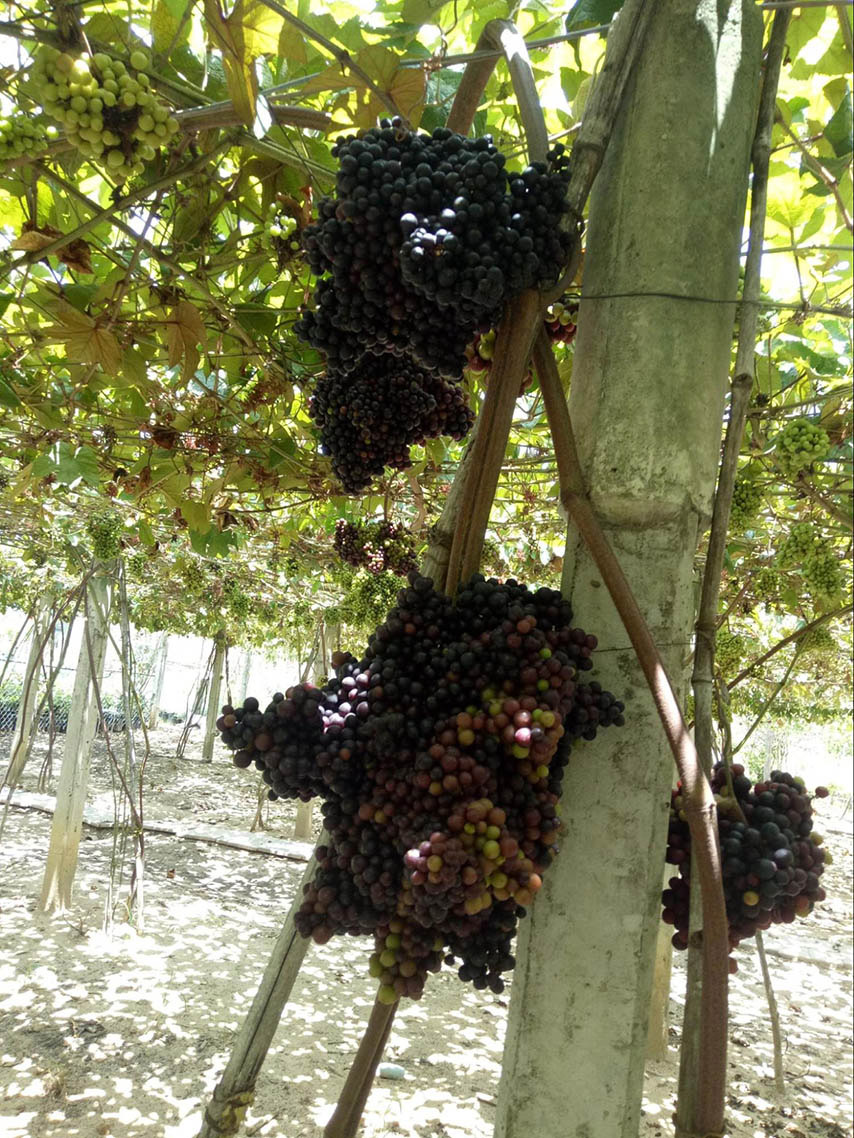 Những quả nho căng chín, mọng nước
