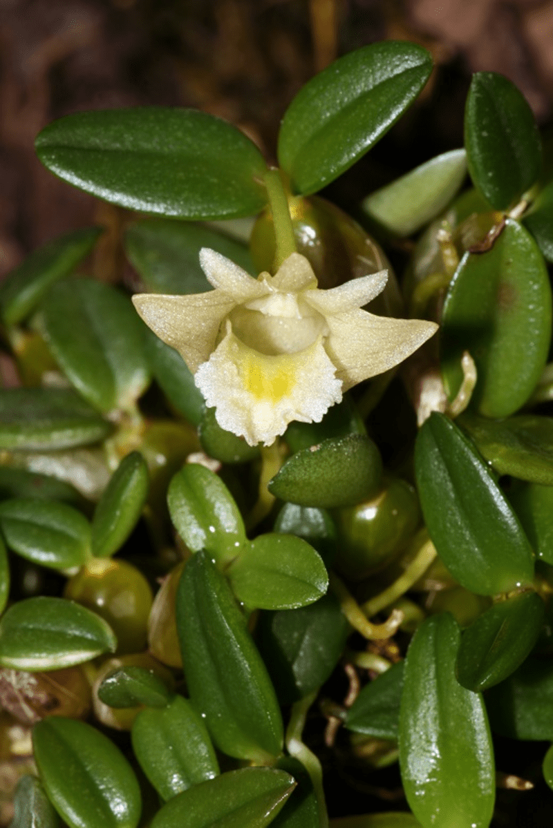 Địa lan dendrobium minusculum