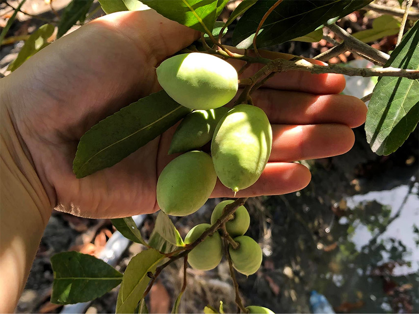 Trải nghiệm hái những trái cây tươi mọng ngay trên cây