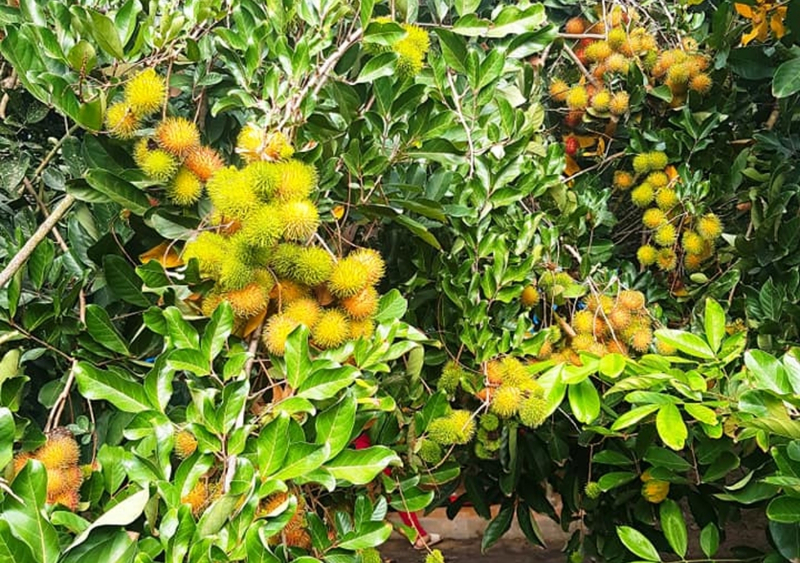 Thiên nhiên vườn trái cây Út Phương Tây Ninh 