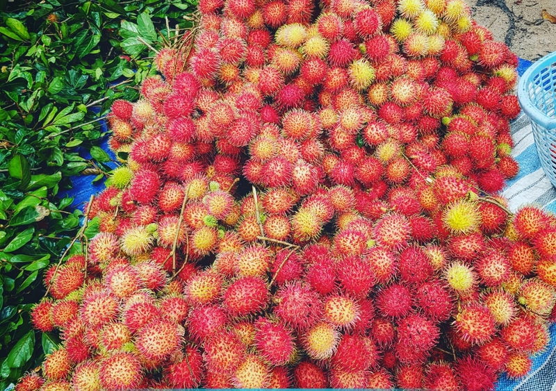 Du khách có thể mua hoa quả tại vườn để làm quà tặng 