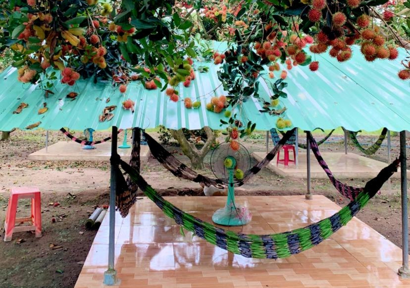 Không gian rộng rãi tại vườn Út Phương Tây Ninh để du khách nghỉ ngơi
