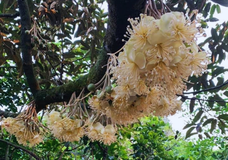 Du khách không nên tự ý ngắt hoa tại vườn
