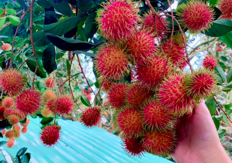 Chôm chôm tại vườn trái cây Út Phương 