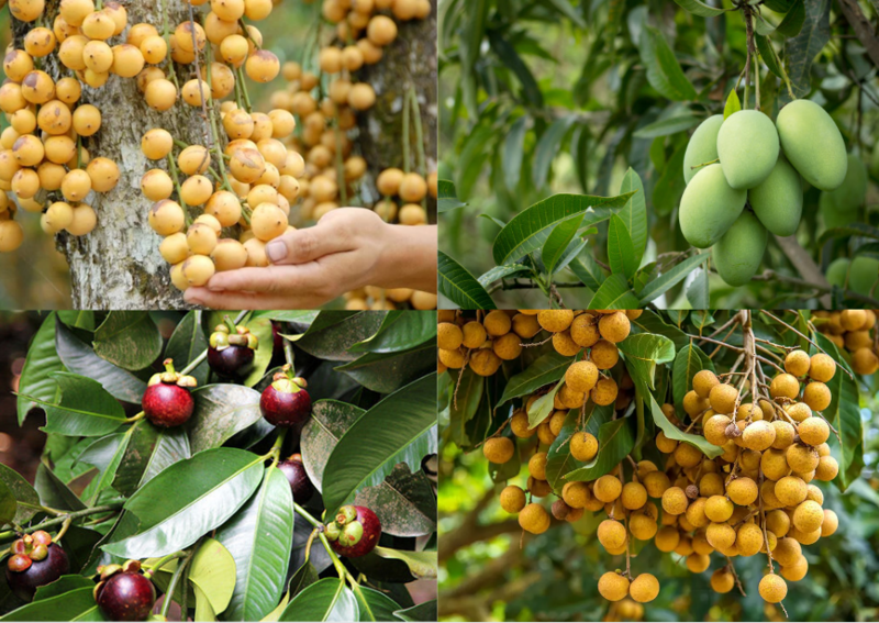 Các loại cây ăn trái tại vườn Út Phương
