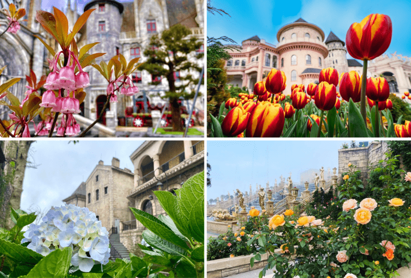 Trăm hoa khoe sắc thắm rực rỡ trên đỉnh Bà Nà mỗi độ xuân về