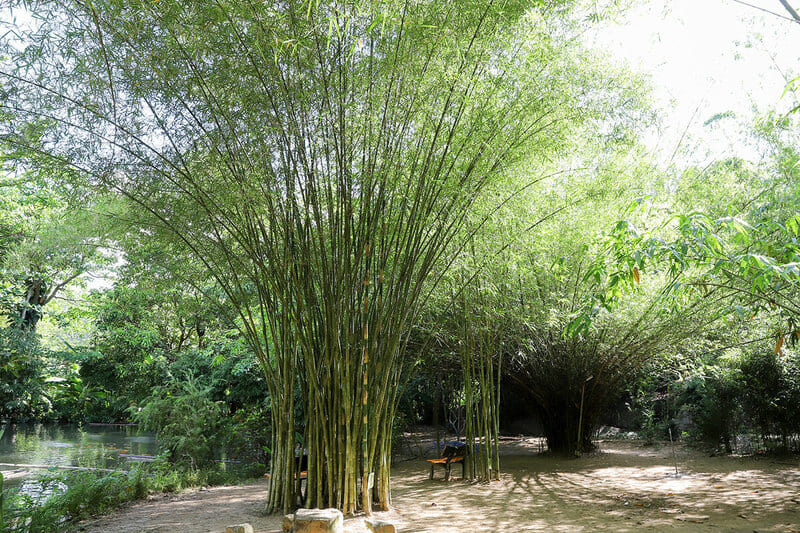 64 Son Tra Tinh Vien La Khu Bao Ton Tre Truc Quy Gia