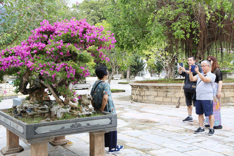 Du khách check in bồn hoa giấy tại chùa
