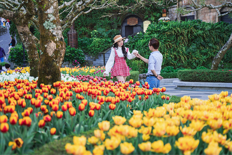 Vườn hoa tulip tại Bà Nà