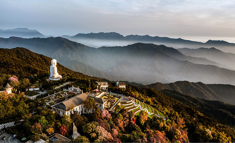 Hoa đào chuông ở Bà Nà