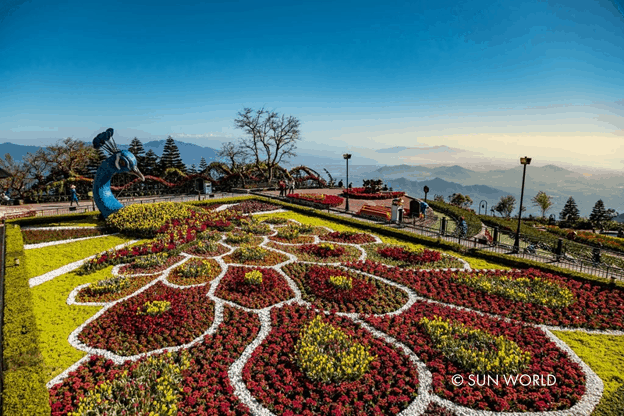 Hàng ngàn bông hoa được bày trí tạo hình chim công sống động