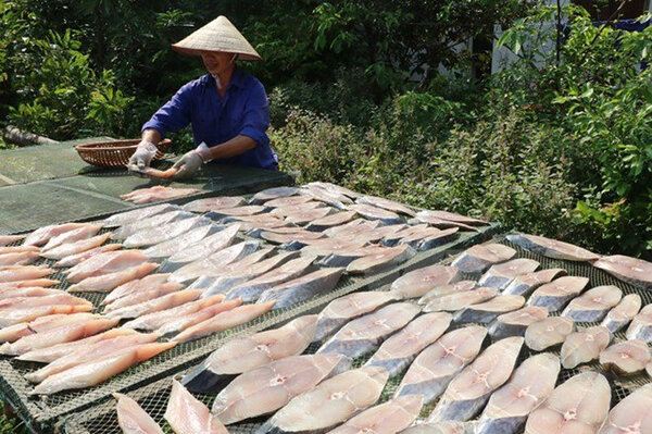 Người dân phơi cá thu dưới nắng hè chói chang