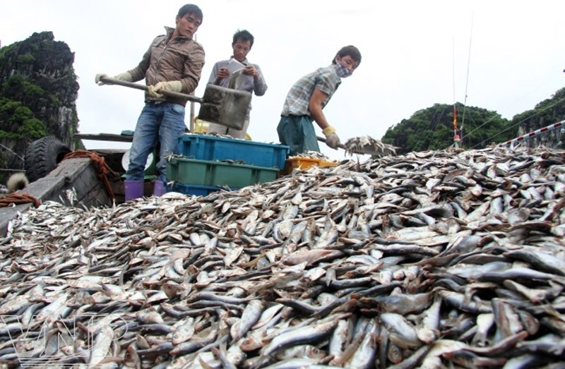 Nguồn hải sản phong phú từ ngư trường Cát Hải là nguyên liệu làm nên thứ nước mắm có hương vị khó quên