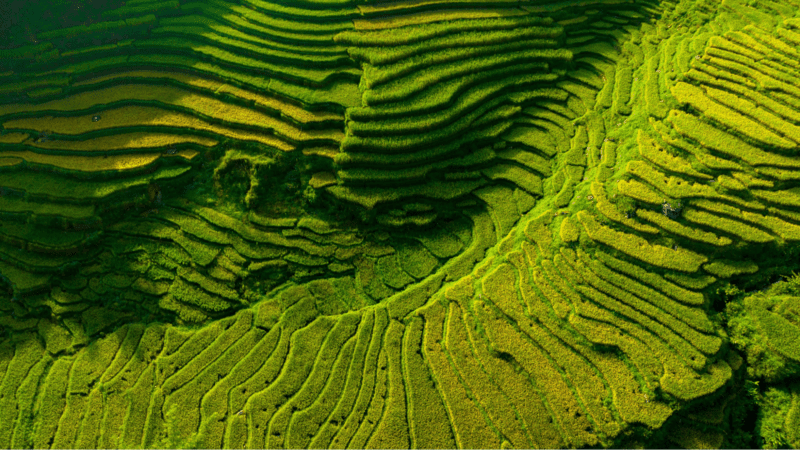 Nếp ruộng tạo thành những nấc thang nối đua nhau phủ lên các sườn đồi của thung lũng Mường Hoa