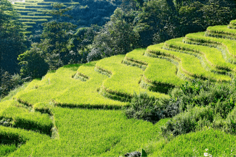 Những đường cong của ruộng bậc thang tạo nên dải lụa xanh ngát phân tầng độc đáo