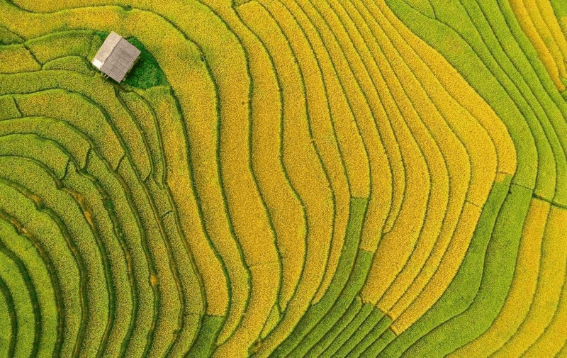 Mùa giao thoa giữa lúa xanh và lúa chín cũng khéo léo tôn tạo vẻ đẹp của bản Lao Chải (Nguồn: @truongpro.vn)