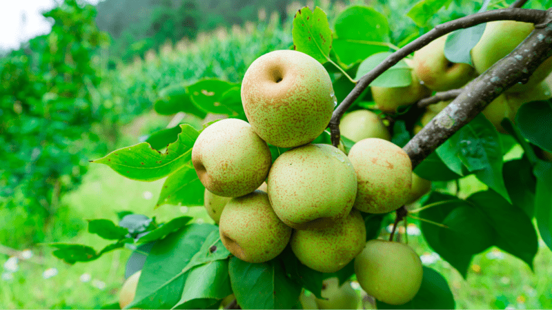 Cành lê tai nung sai quả khi bước vào những tháng hè oi ả (Nguồn: Báo Lào Cai)