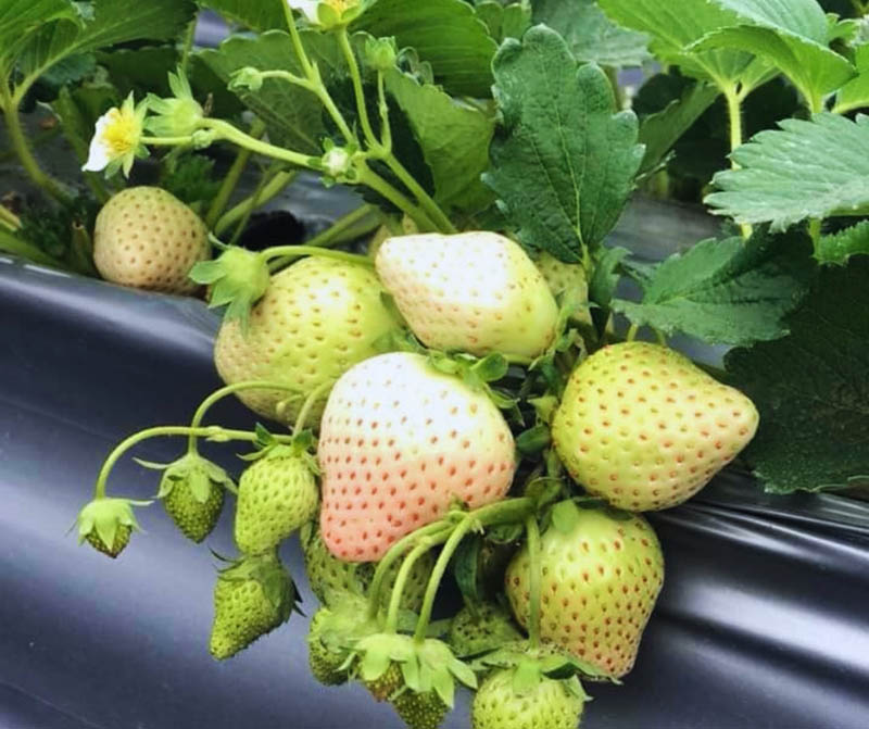 Vườn dâu Ô Quy Hồ được trồng theo tiêu chuẩn Vietgap cho trái chất lượng cao, to mọng (Nguồn: cattour.vn)