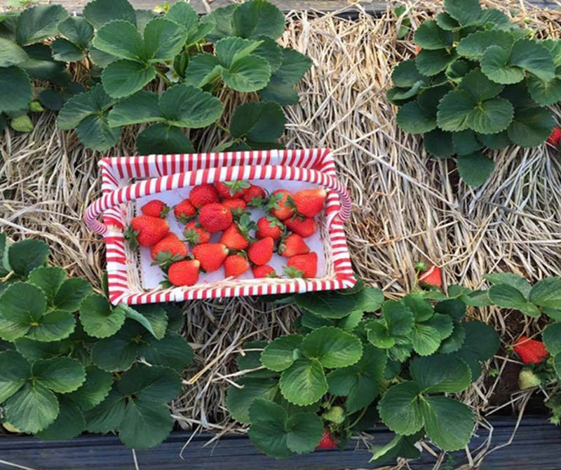 Giống dâu tây của hợp tác xã Mai Anh là dâu tây Nhật Bản nên quả căng, mọng nước (Nguồn: mocchauhobbiton.com)