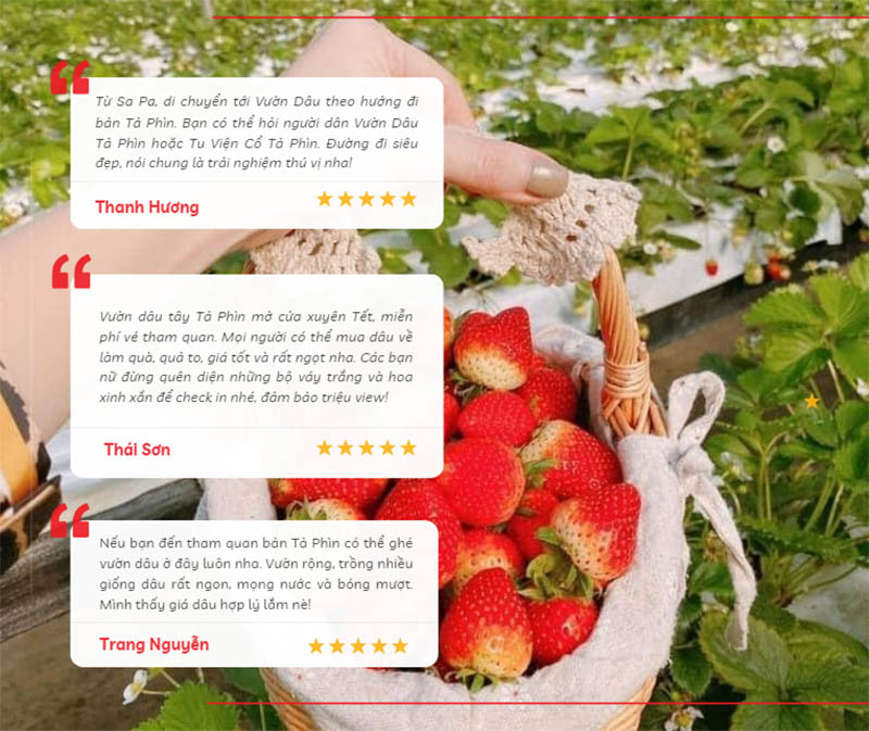 Chia sẻ của du khách khi tham quan, hái dâu tại vườn dâu tây Sa Pa Tả Phìn siêu hot