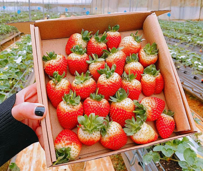 Du khách có thể mua dâu tại vườn về làm quà tặng bạn bè, người thân (Nguồn: cattour.vn)