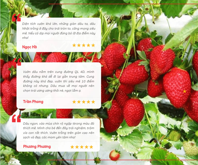 Cảm nhận của du khách khi ghé thăm và trải nghiệm tại vườn dâu tại đồi Kim Hoa Trà Sa Pa