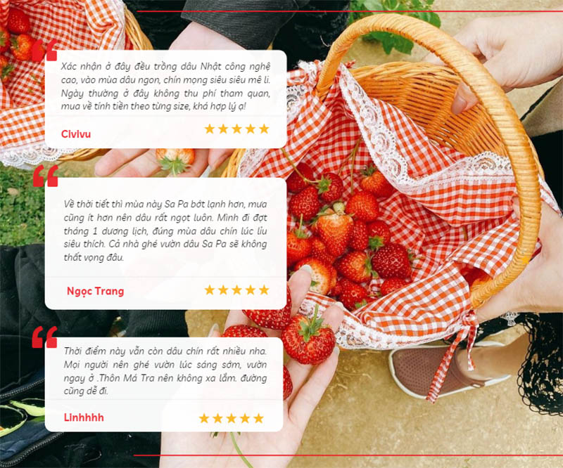 Cảm nhận của du khách khi trải nghiệm tại vườn dâu Sa Pa – Thôn Má Tra